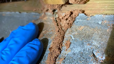 Wood Destroying Organism Control in Atlanta, GA | Corsello & Son